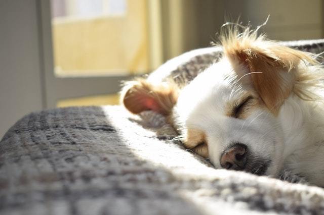 ペットに優しい家づくり 犬編 快適に暮らすためのアイデアをご紹介 Iemiru コラム Vol 472